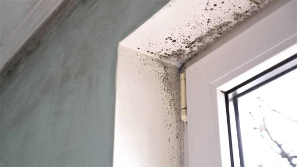 Best Water Damage & Mold Remediation  in Edwardsburg, MI