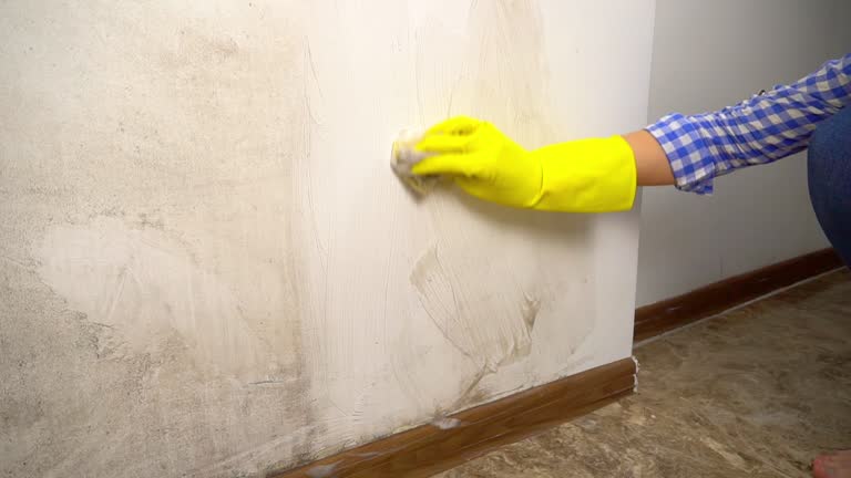 Mold Documentation for Insurance Claims in Edwardsburg, MI