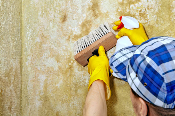 Reliable Edwardsburg, MI Mold Removal Solutions