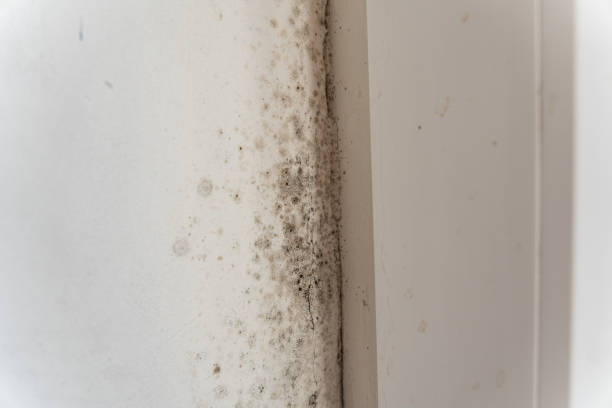 Best Environmental Consulting for Mold Prevention  in Edwardsburg, MI