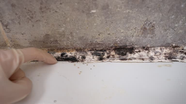 Best Mold Prevention Services  in Edwardsburg, MI